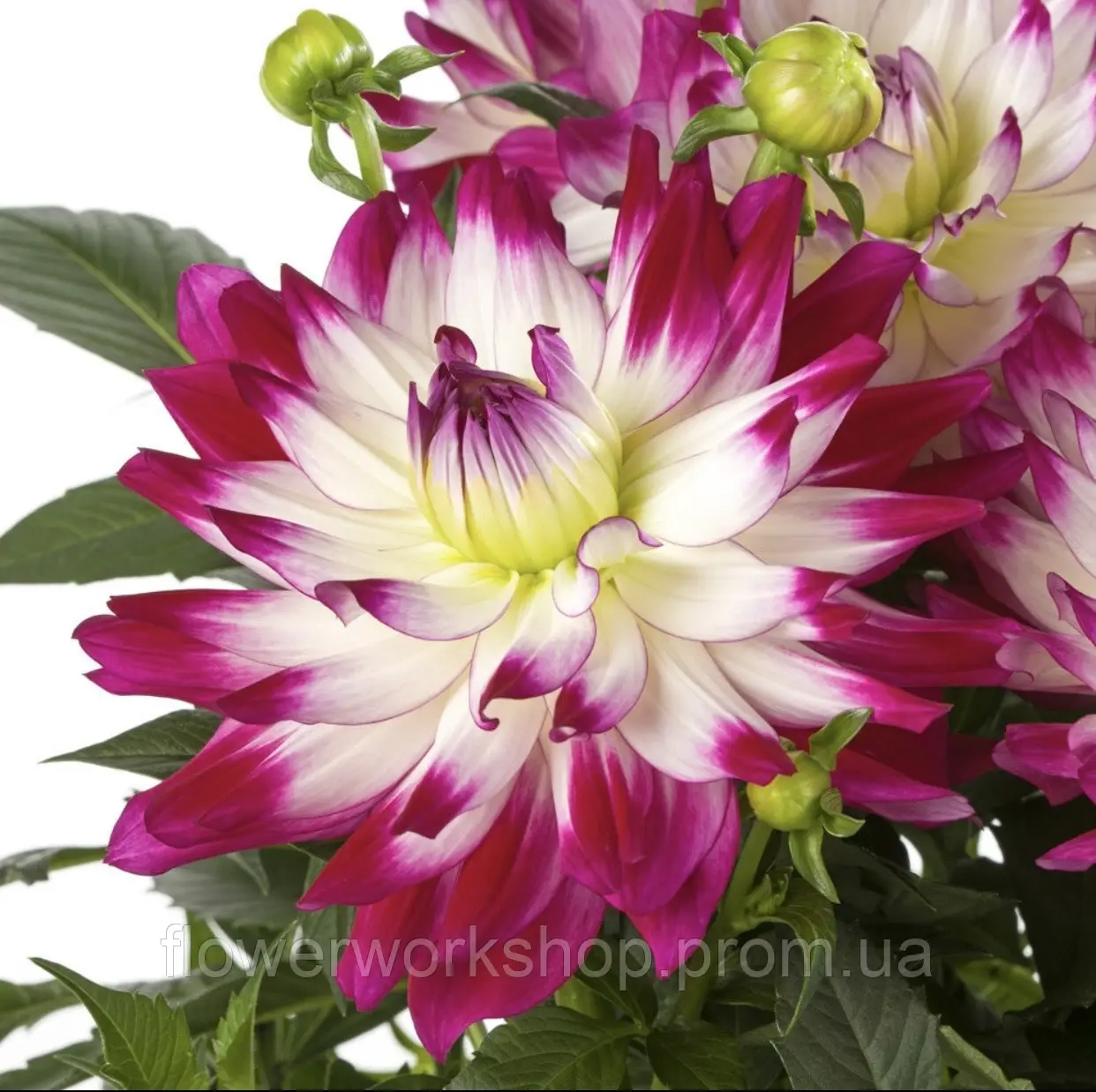 Жоржина Labella Maggiore Fun Rose Bicolour (касетна розсада)