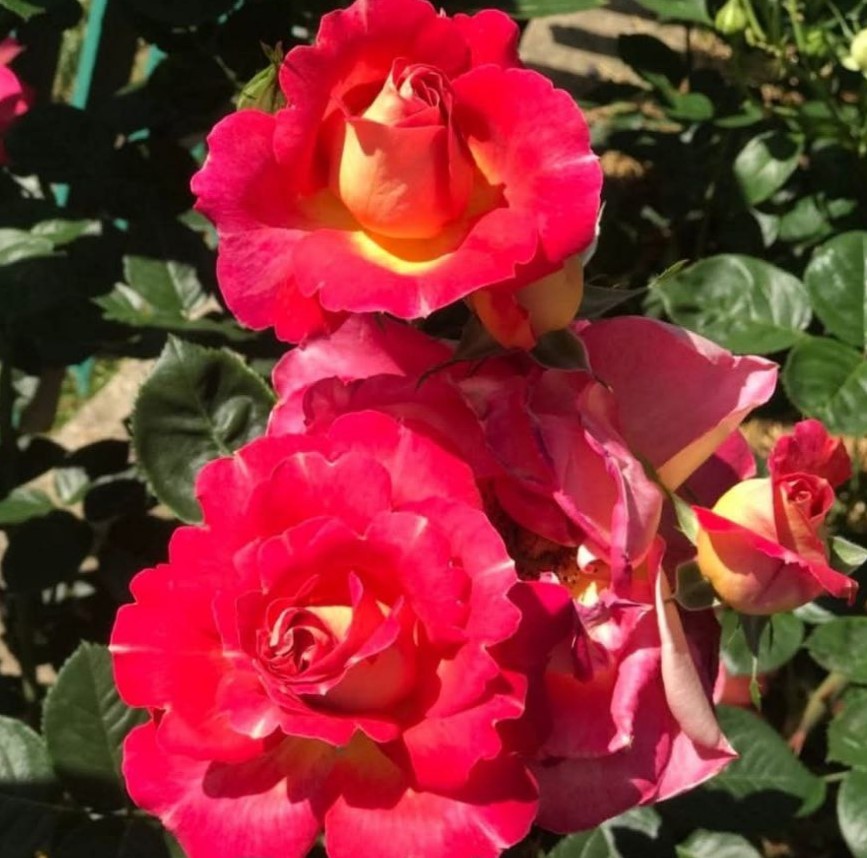 Декор Арлекін (Decor Arlequin)