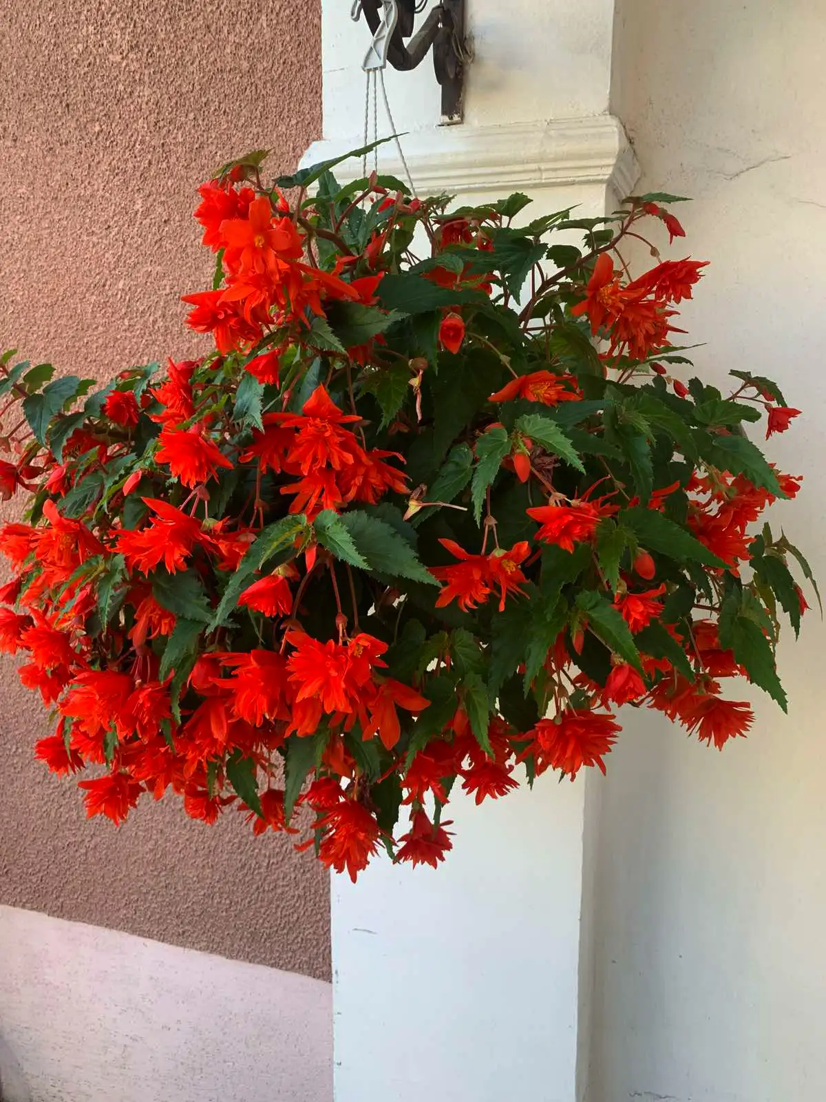 Бегонія ампельна Illumination Orange (в горщику р.11)