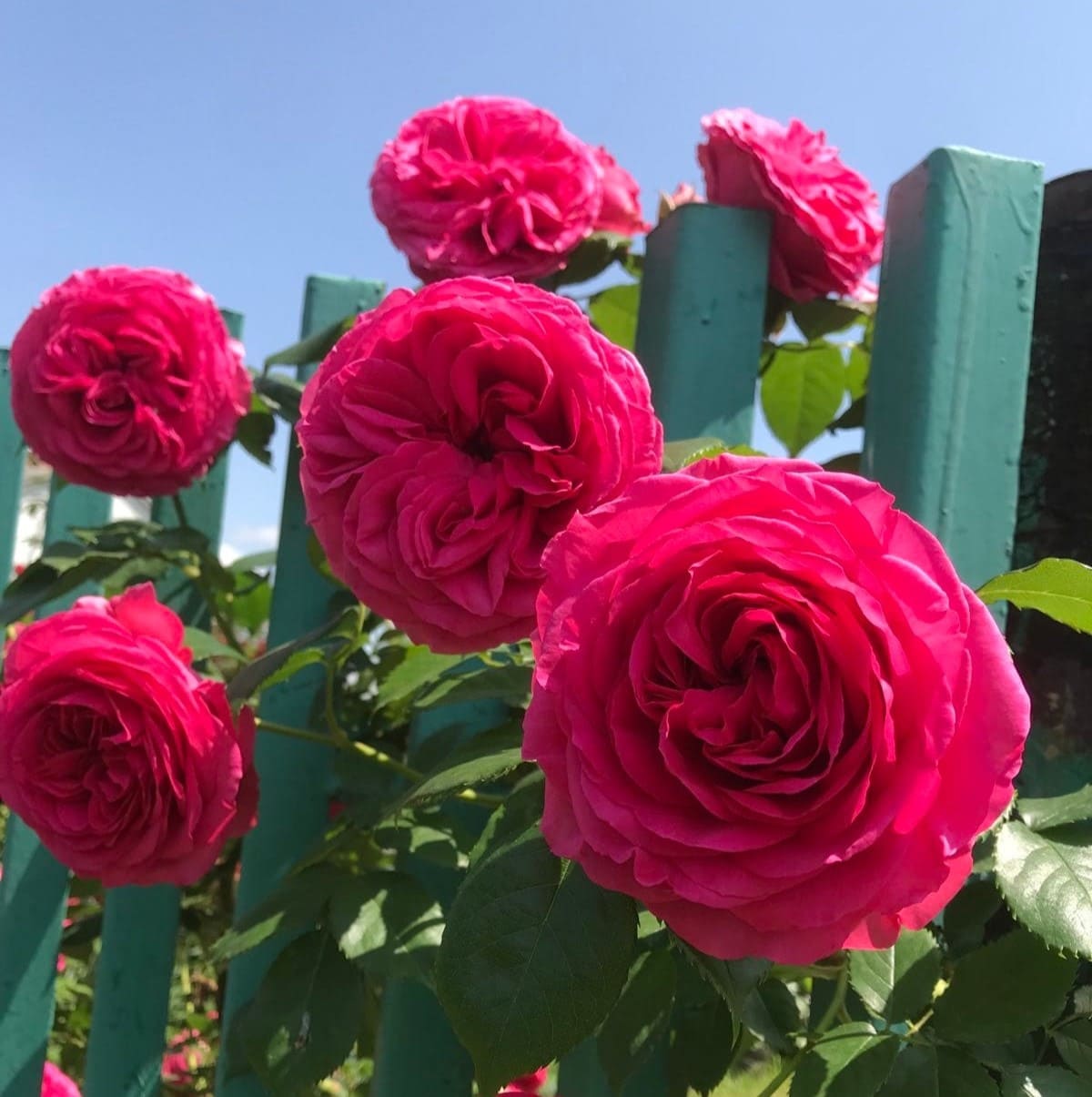 Марітім (Maritim)