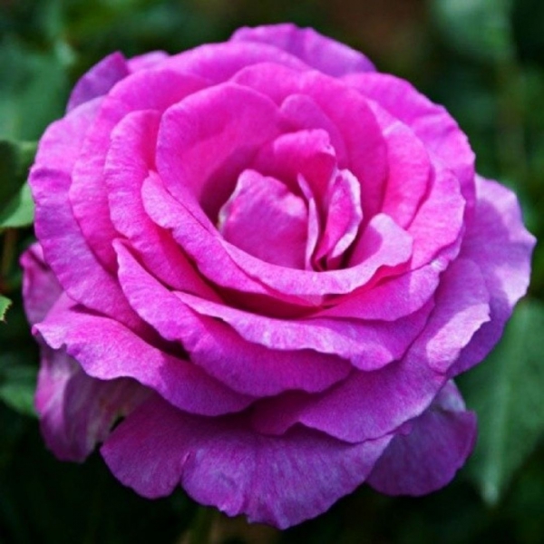 ВІОЛЕТ ПАРФЮМ (Violette PARFUME)