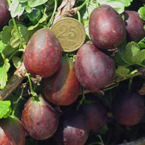 Аґрус Світязь