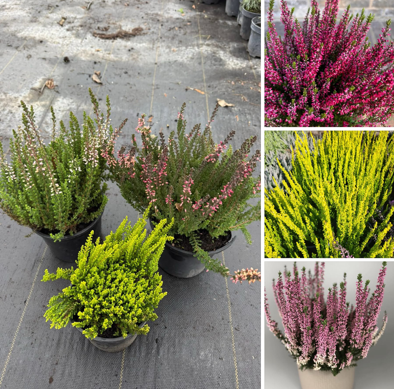 Набір вересів