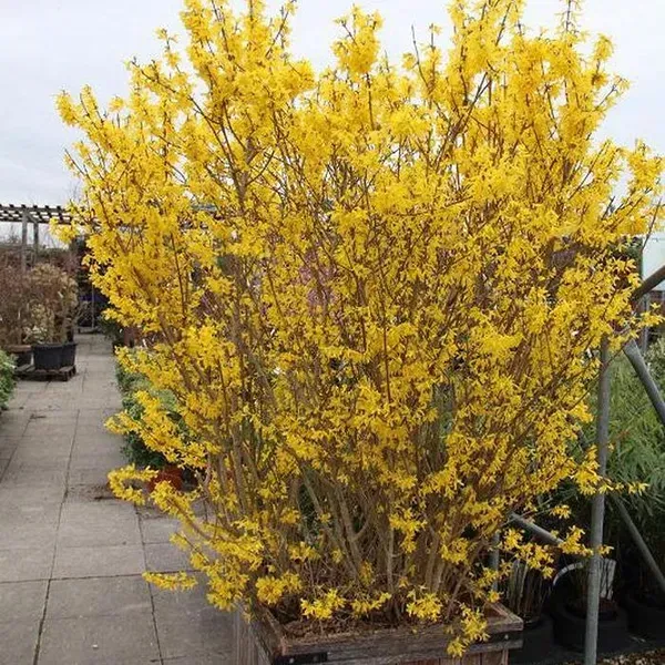 🌿 Форзиція Лінвуд (Forsythia x intermedia 'Lynwood')