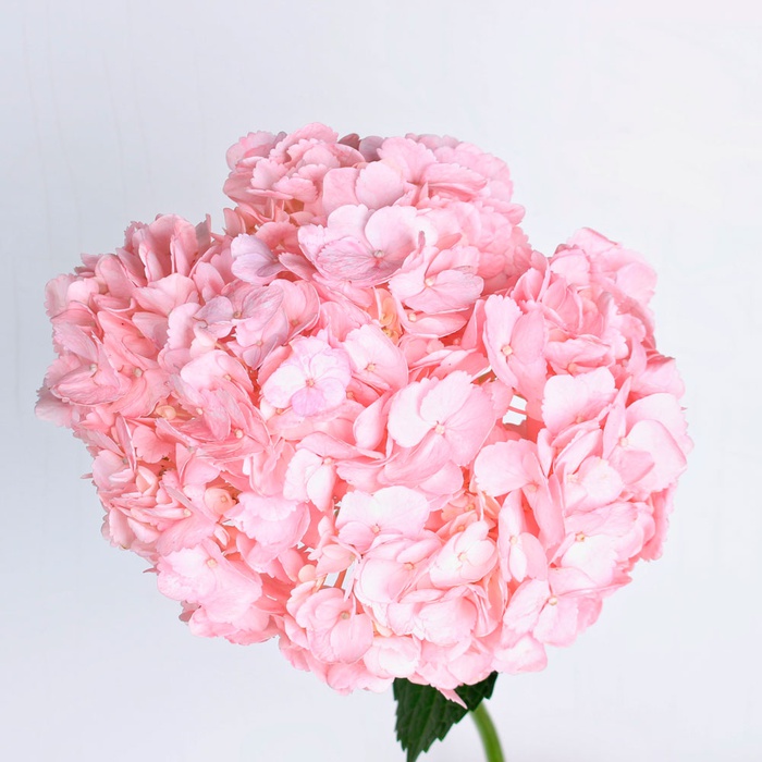 Гортензія Колумбія Рожева