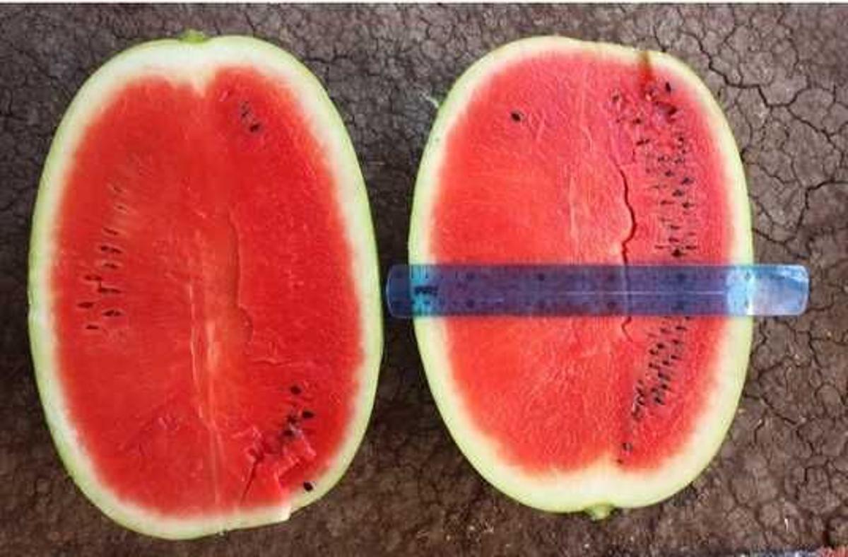 Кавун Балатон 1000 нас