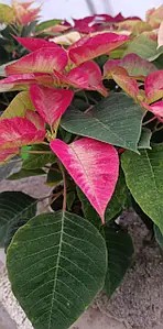 Пуансетія Ice Crystal (в горщику р.12).