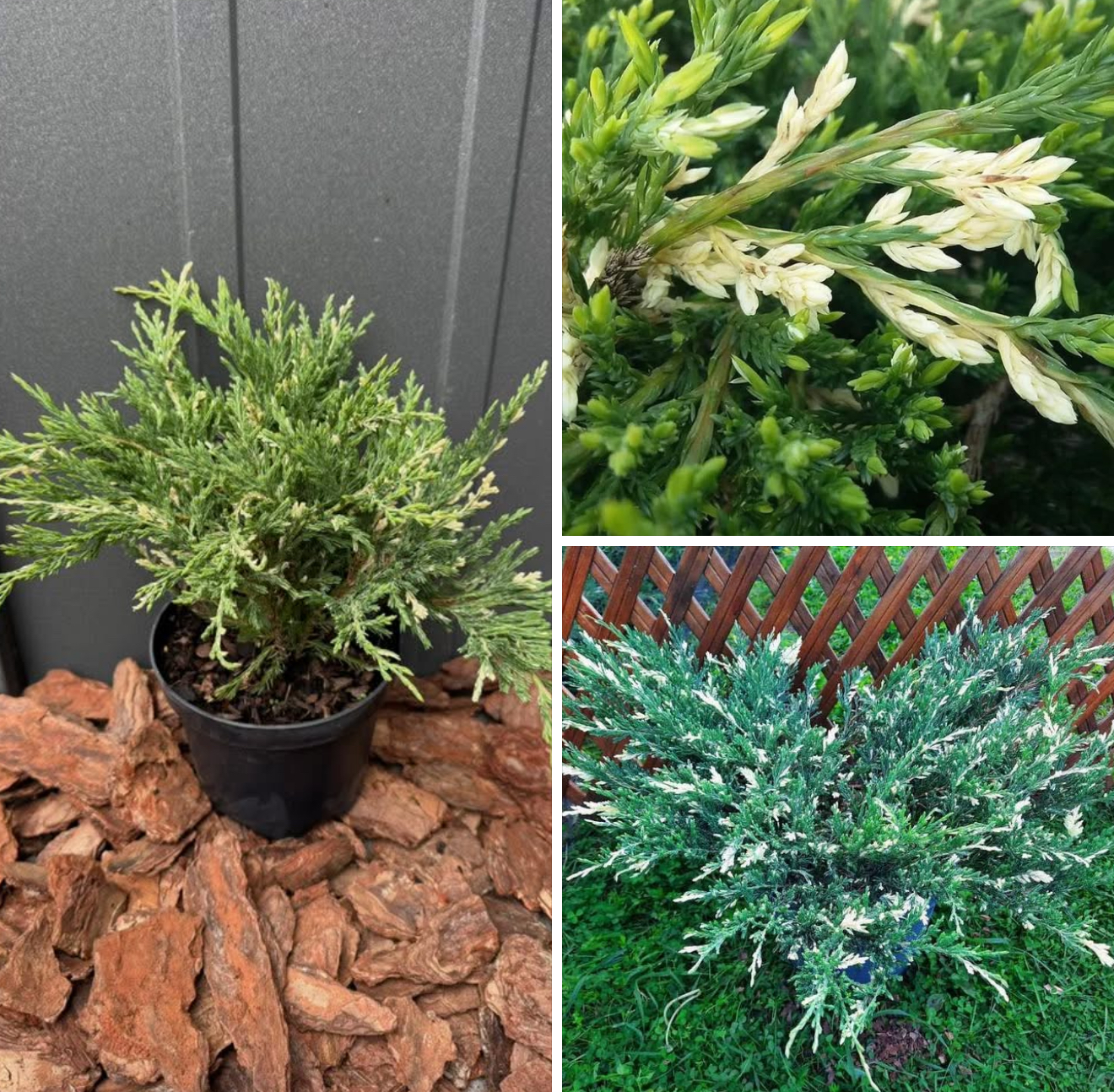 Ялівець Андора веріагатна