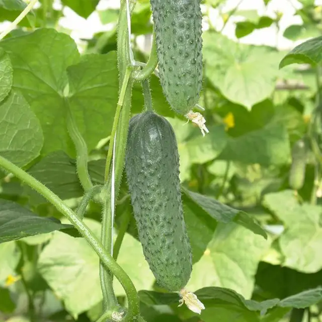 Огірок Мирабел F1 1000  нас