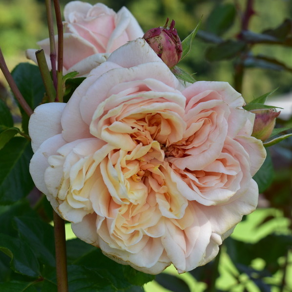 Hubris - Х’юбріс