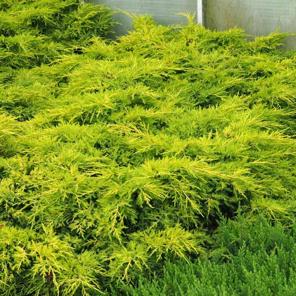 Ялівець середній Gold Star