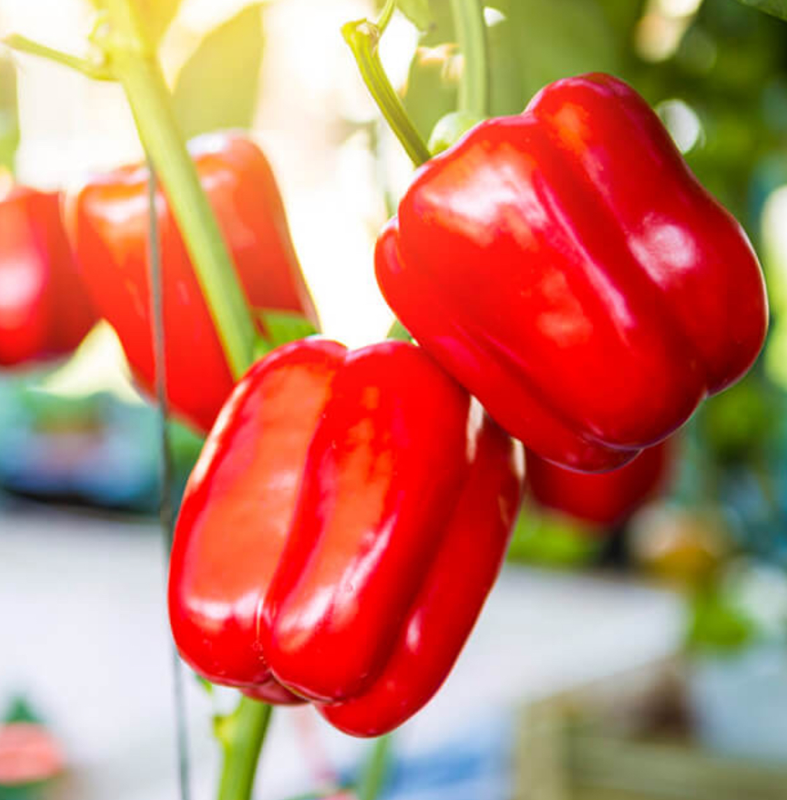 Перець Червоний квадрат 0,2 гр (АгроМайстер)