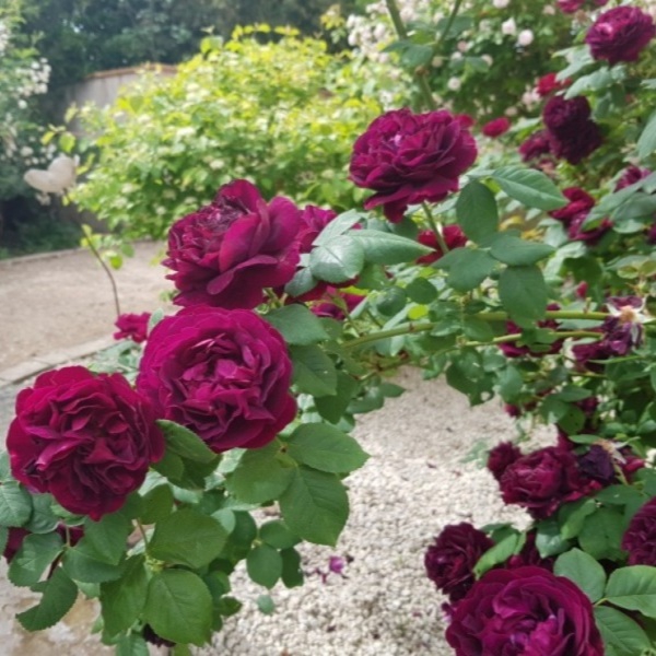 Сувенір дю доктор Жамен (витка) Souvenir du Docteur Jamain