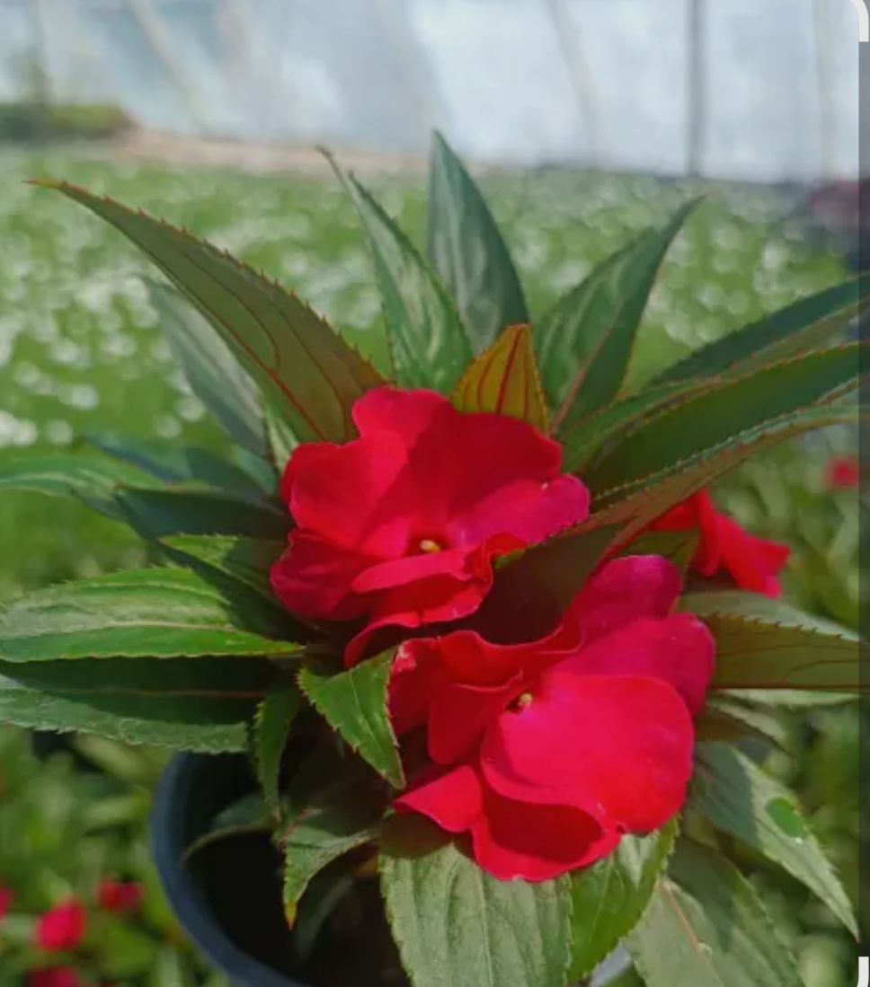 Бальзамін Новогвінейський Magenta в горщику р.12