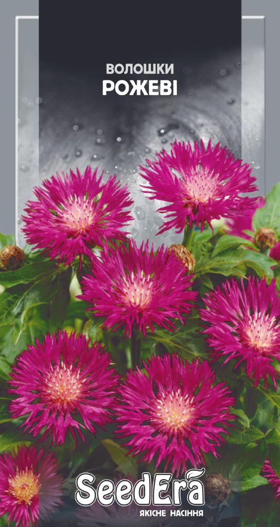Насіння Квіти Волошки рожеві багаторічні, 0,5 г