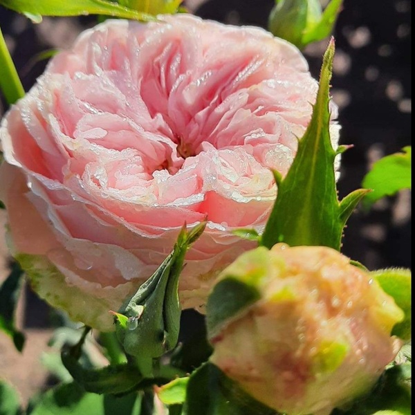 Сенлітсу (Мелодія) — Senlitsu