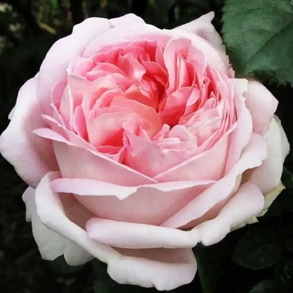 Маурітія (Mauritia)