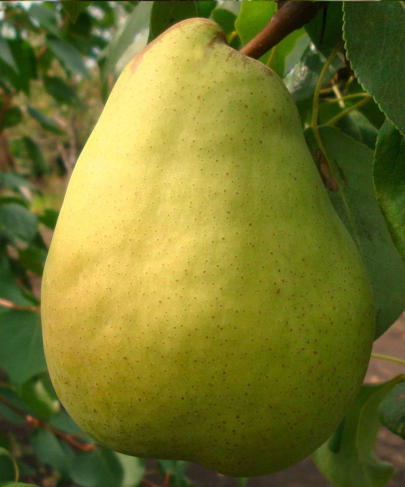 Груша Дельбар Рікс