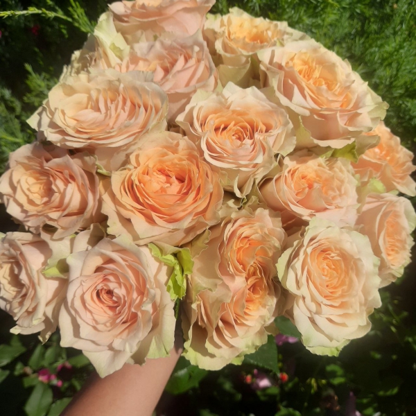 Карамель маккіато (ч/г) — CARAMEL MACCHIATO