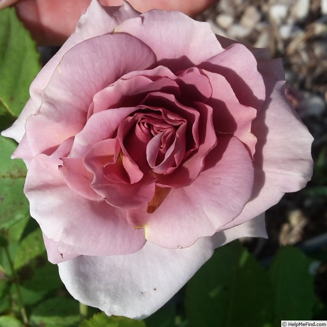 Mark Andre Heeschen - Марк Андре Хеешен