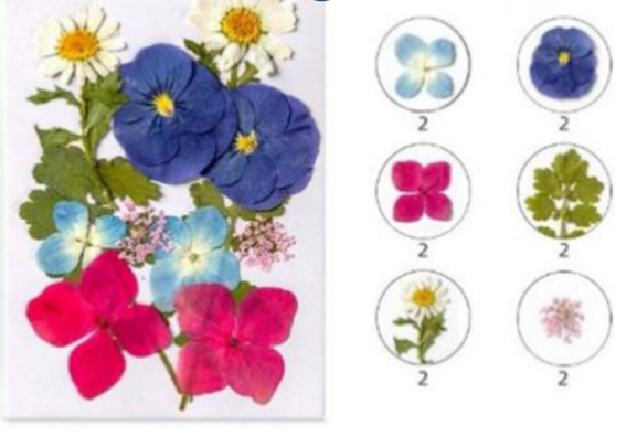 Mixed Pressed Flower