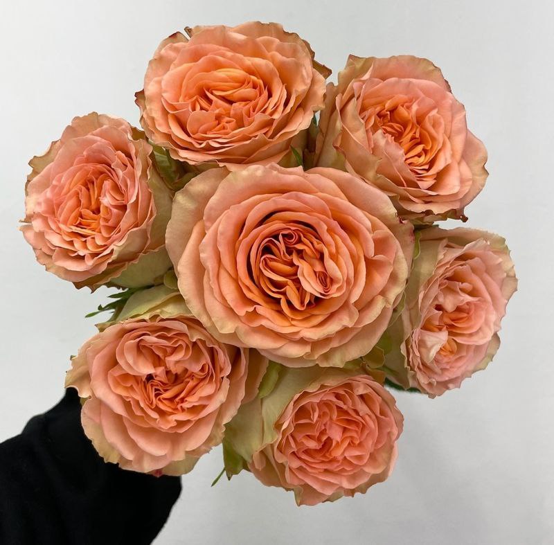 Кантрі Хоум (Country Home)