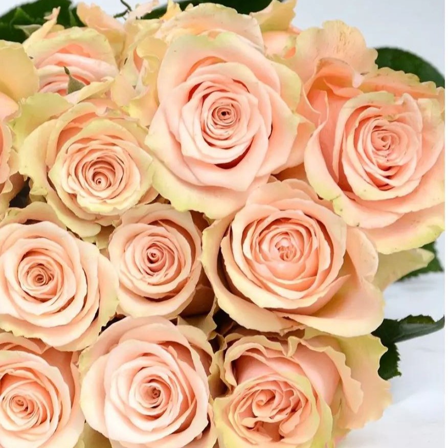 Прімавера (Primavera)