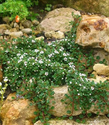 🌿 Кизильник "Eichholz"