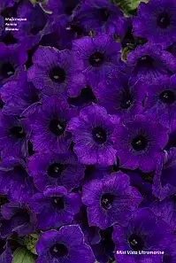 Петунія Mini Vista Ultramarine (в горщику р.10)