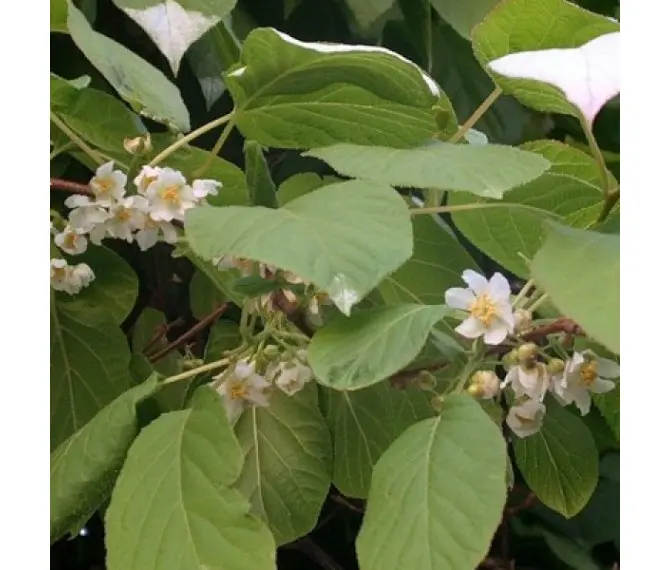 Актинідія Дон Жуан