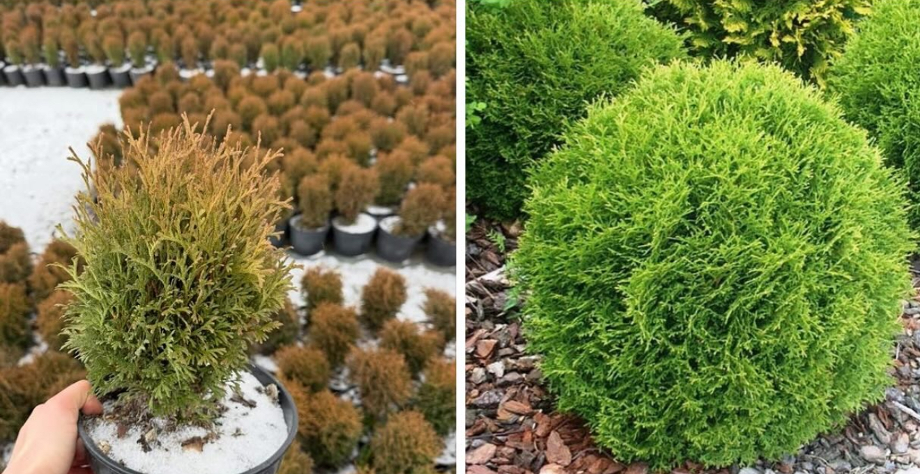 Туї тини тим 3 л