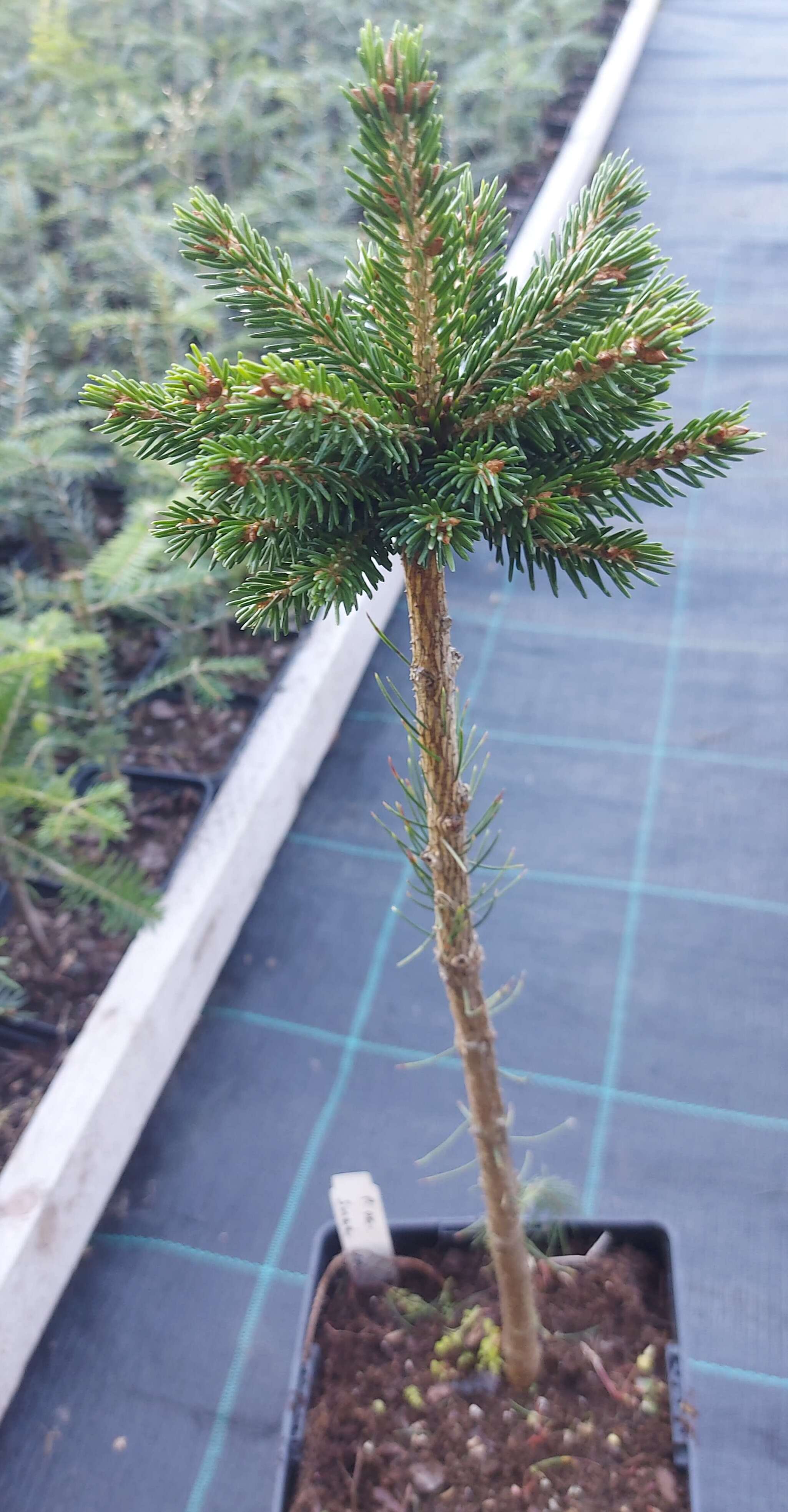 Ялина сербська 'Смі ВіБі'  (Picea omorica 'Smee WB')