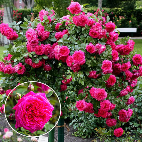 Троянда плетиста Лагуна