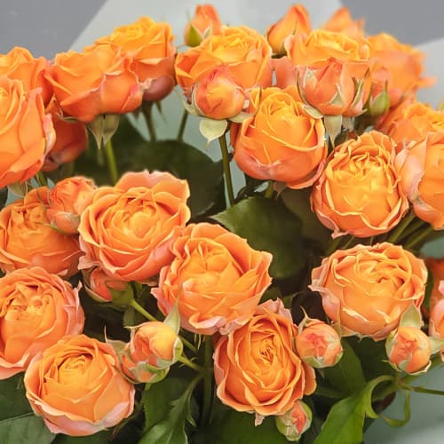 Корал Баблз - Coral Bubbles