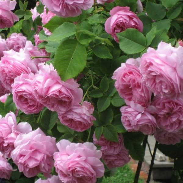 Луіз Одьє (бурбонські) Louise Odier