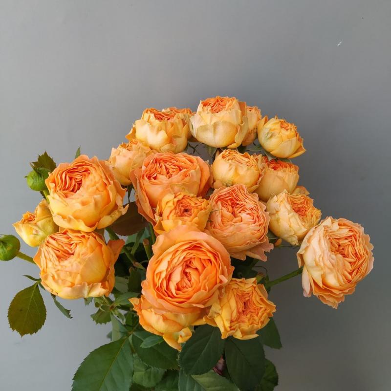 Оранж Трендсеттер (Orange Trendsetter)