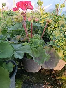 Пеларгонія Зональна персикова Castello Soren Salmon ( в горщику р.12)