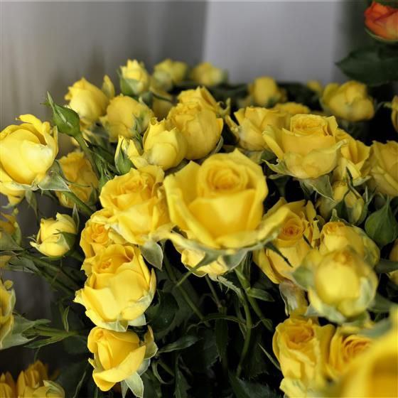 Тарантелла (Tarantella)