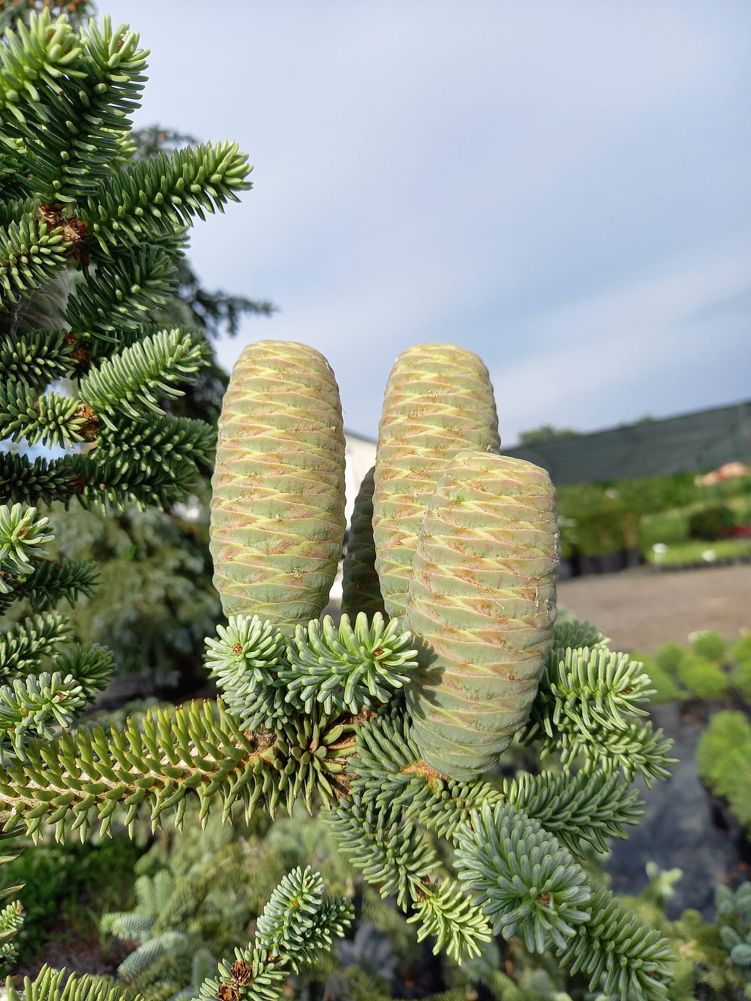 Ялиця іспанська Glauca