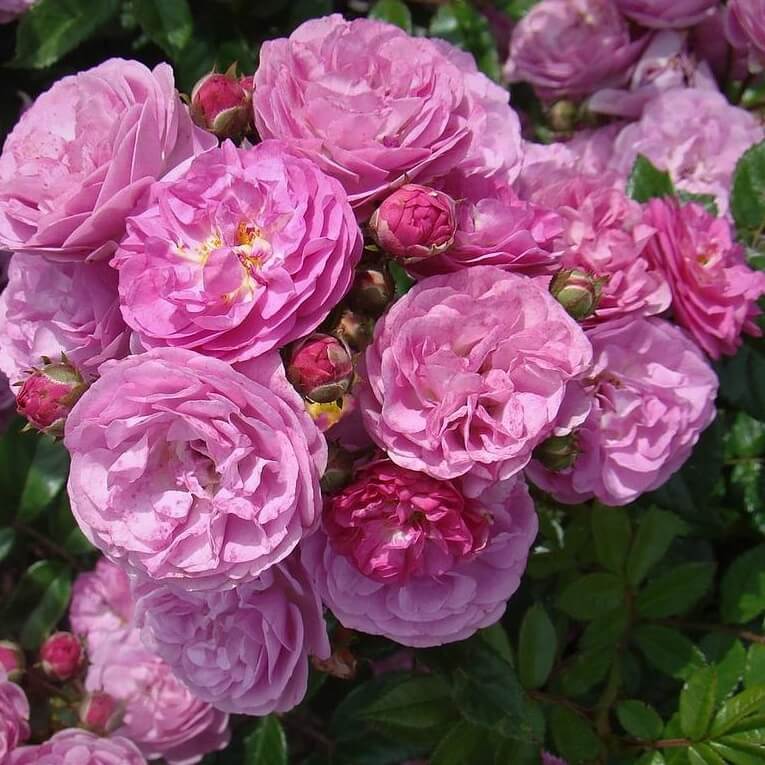 Аллевія — Allevia