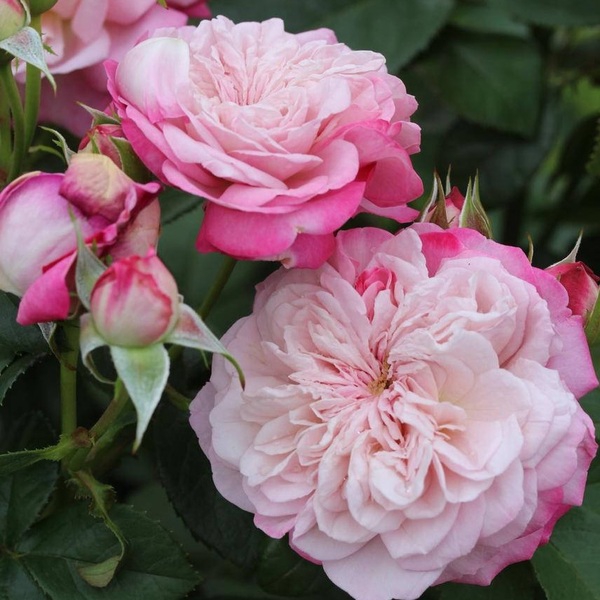 Паріс — Paris