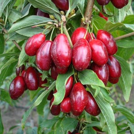 Кизил Екзотик