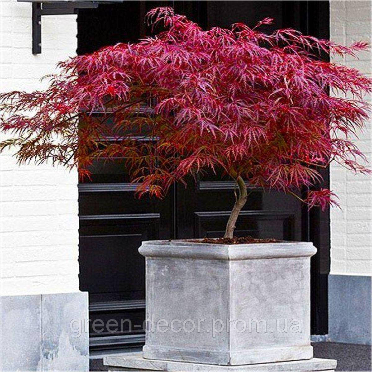 Клен японський "Фаєркрекер". Acer palmatum "Firecracker"/h120-130