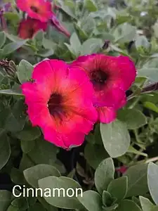 Петунія Cinnamon (в горщику р.10)