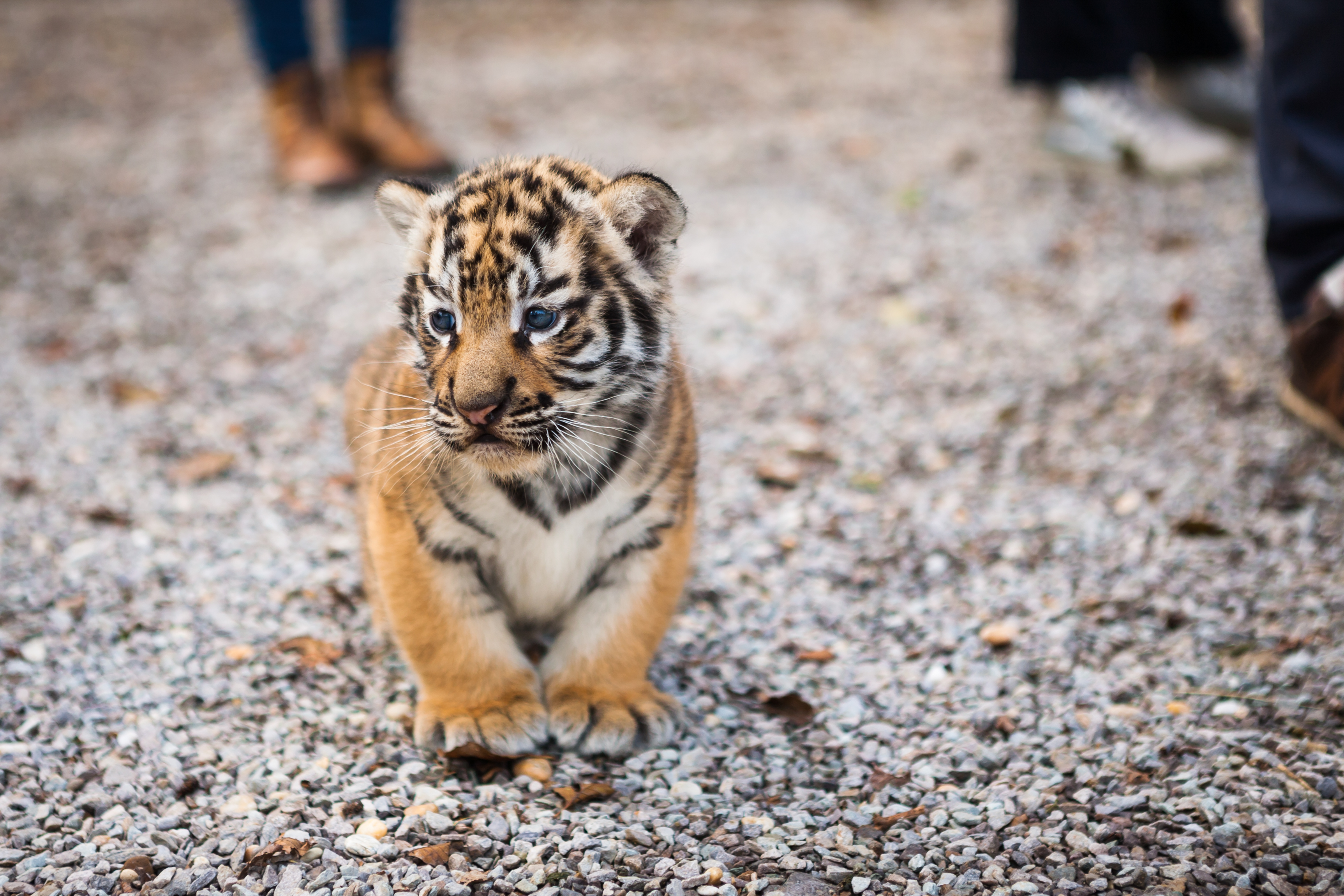 Explore the Majestic Tigers at Tiger Kingdom Phuket