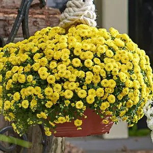 Хризантема ампельна Skyfall Yellow (касетна розсада)