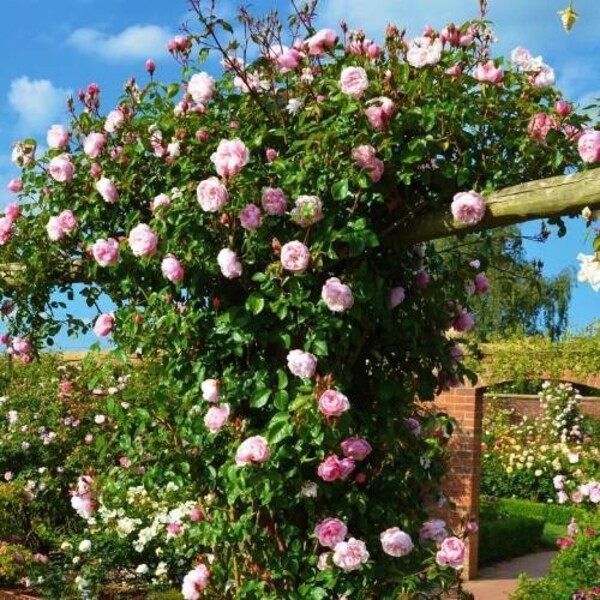 Дженерес Гарденер — The Generous Gardener