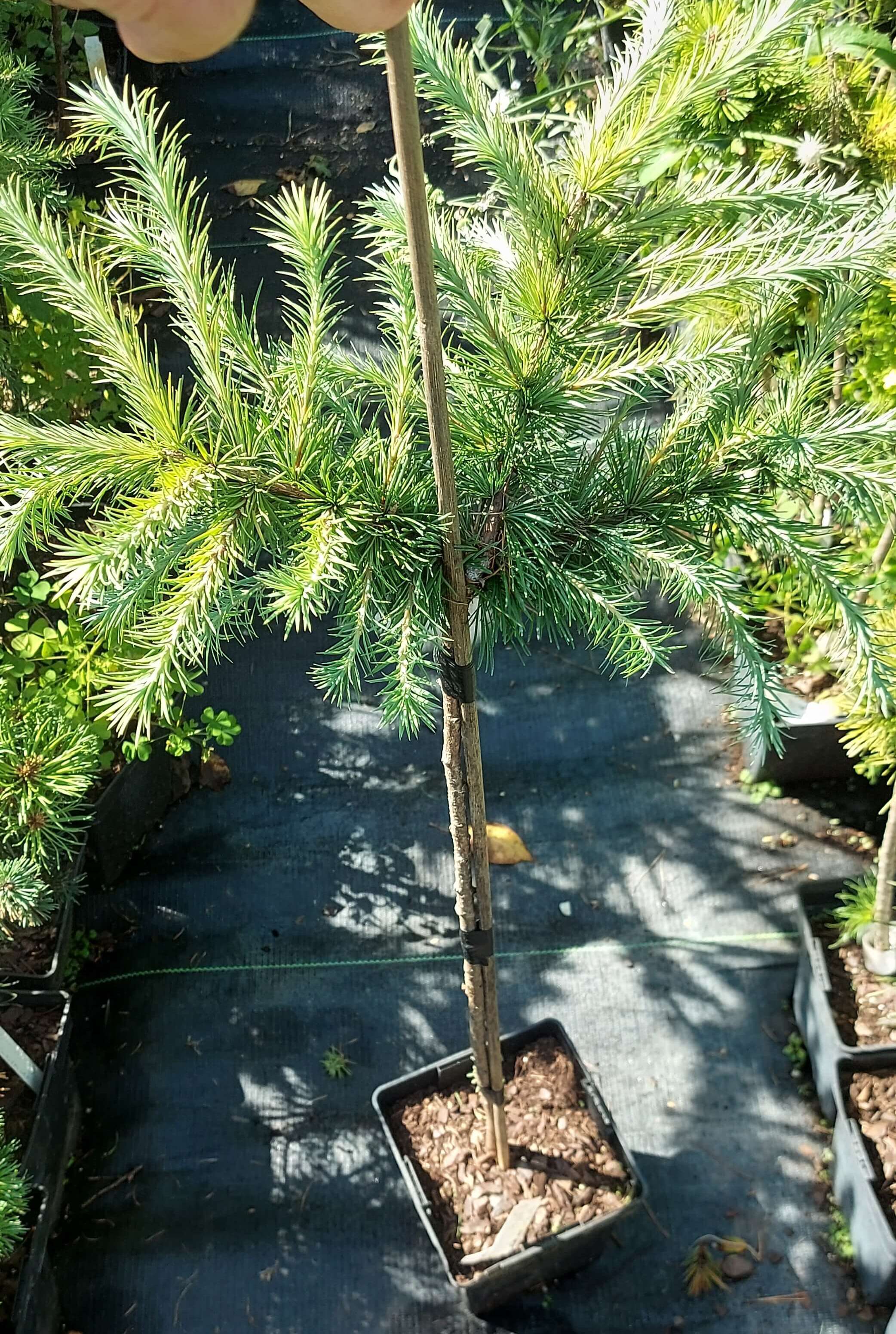 Larix kaempferi 'Madurodam'