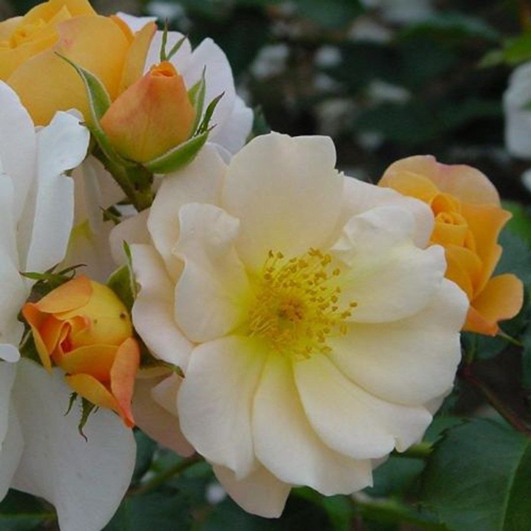 Па Де Де (Pas de Deux)