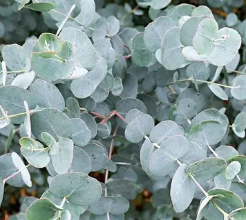 Евкаліпт  